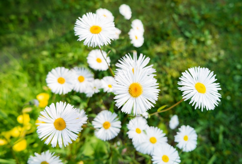 花丛中的花朵野花特写图片