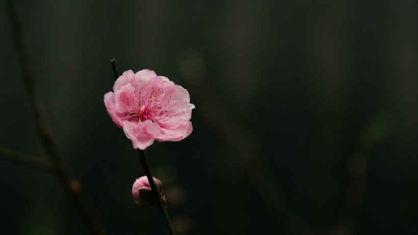 春天鲜花摄影图片