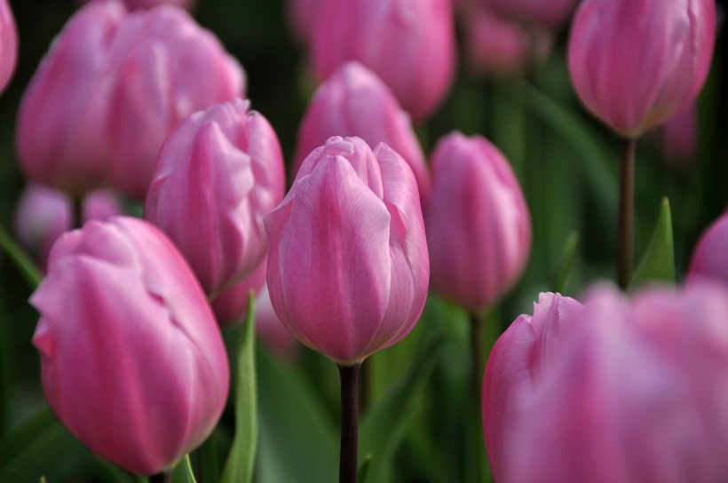 高雅郁金香花卉圖片