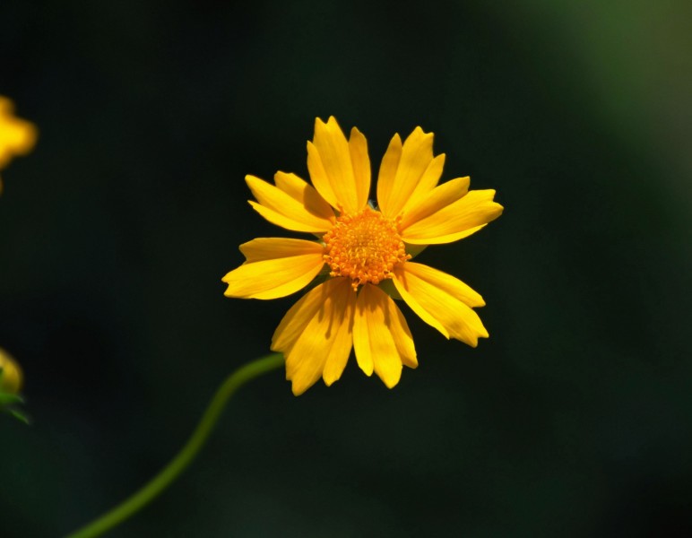 黄色金鸡菊花卉图片