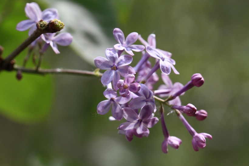 丁香花图片