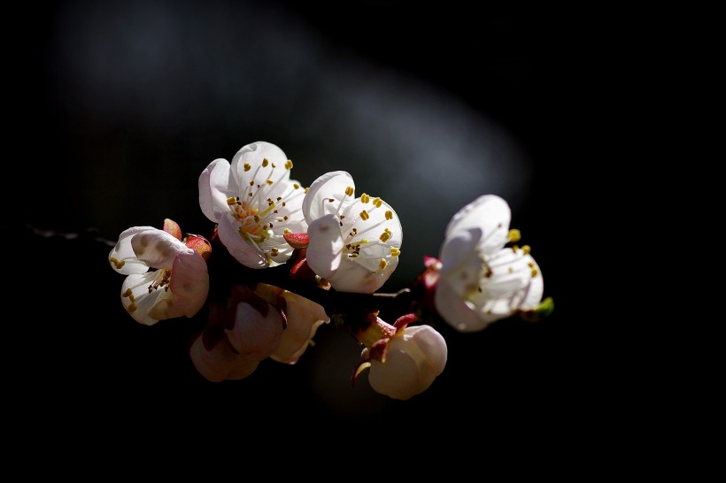 杏花图片