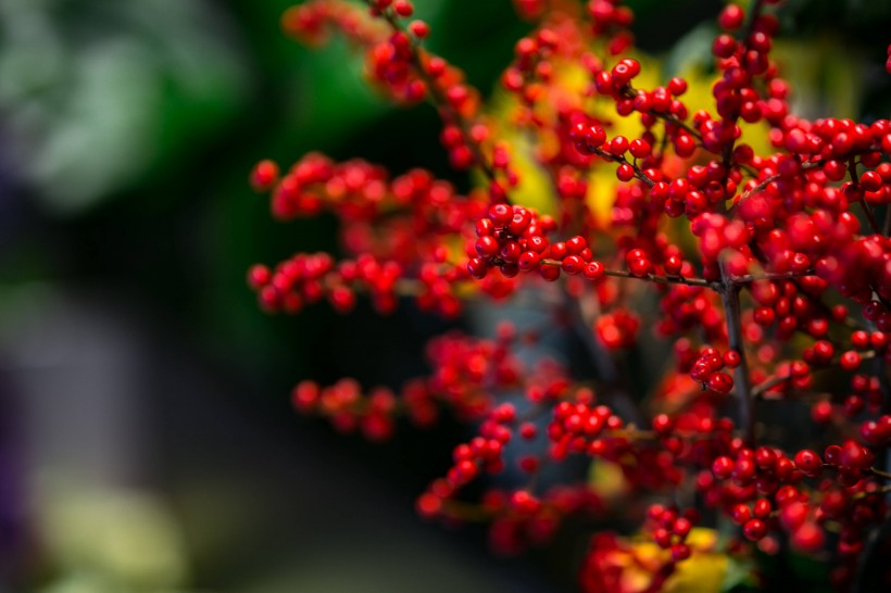 五顏六色的鮮花圖片