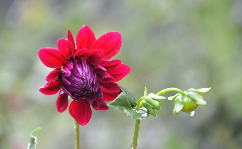 紅色芍藥花圖片