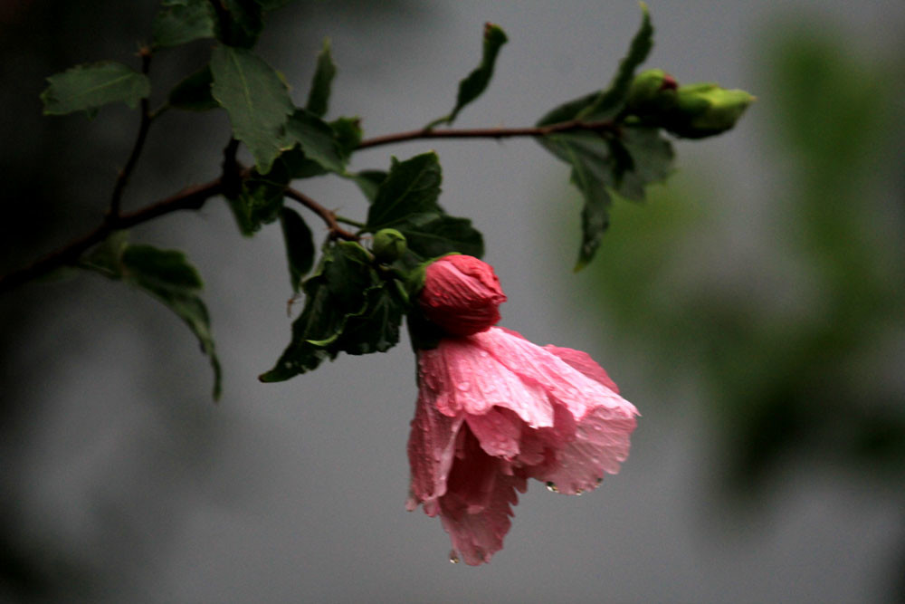 大雨后的木槿花