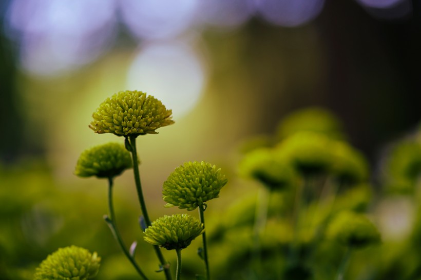 綠菊花圖片