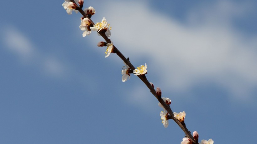 粉色杏花圖片