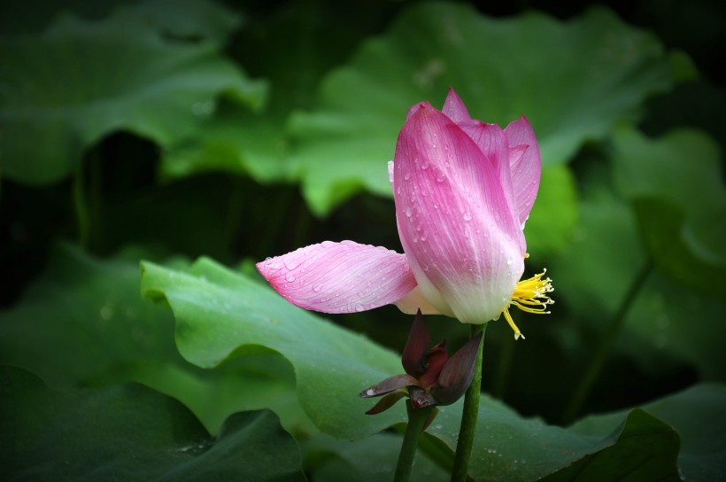 風(fēng)雨中荷花圖片