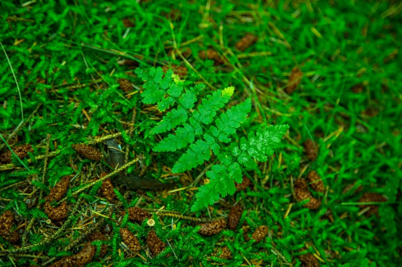 树厥植物图片