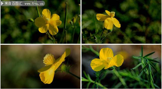 黃色小野花圖片清新美麗