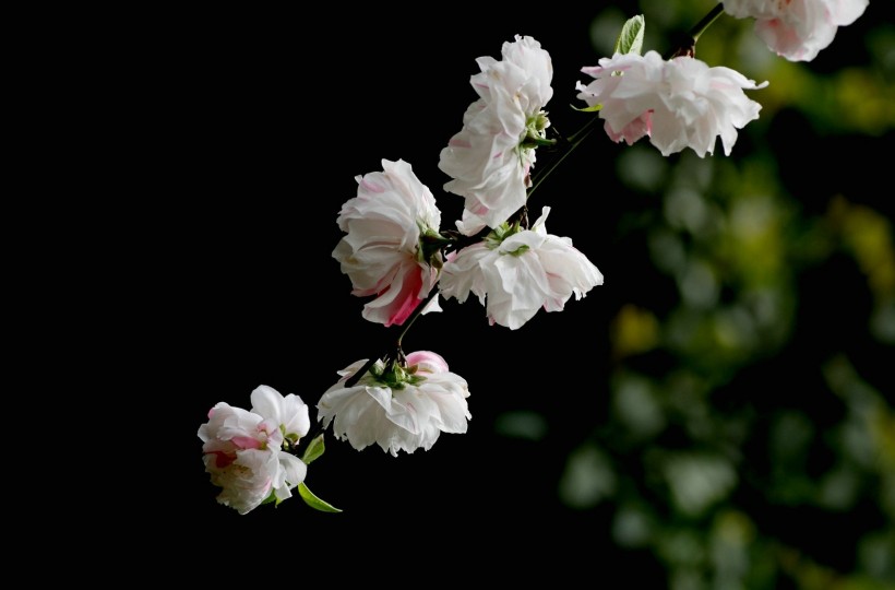 粉面桃花图片