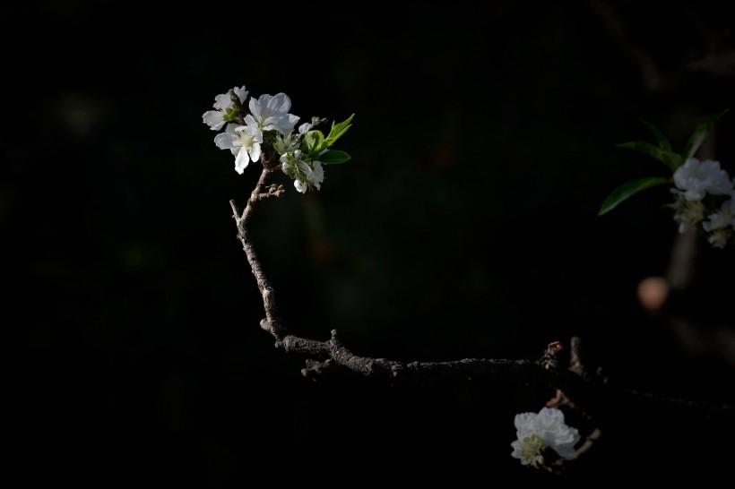 碧桃花图片