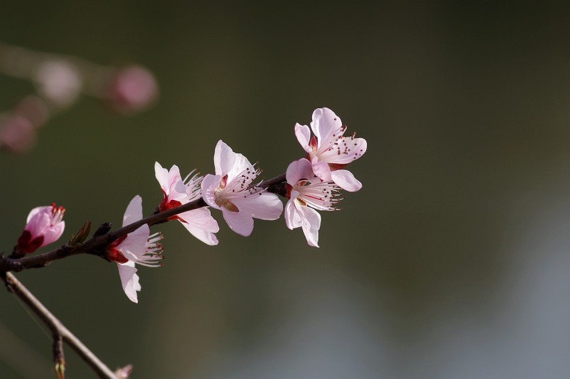 桃花图片