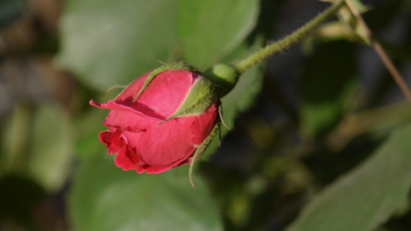 红色月季花图片