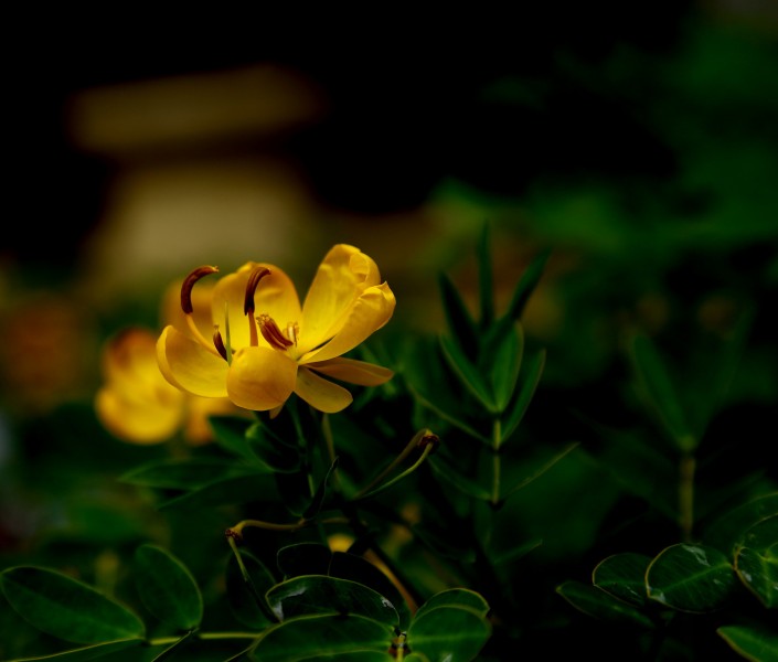 決明子花圖片