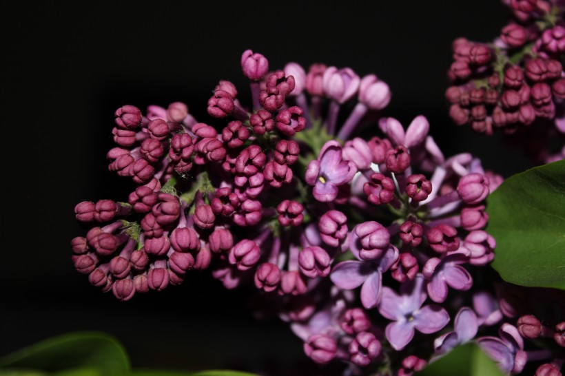 紫色丁香花图片