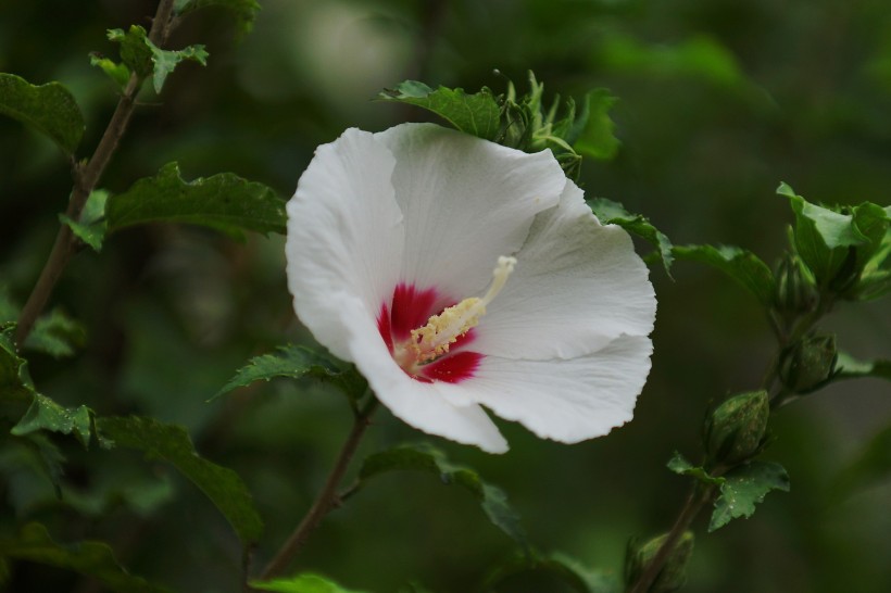 多彩芙蓉花图片