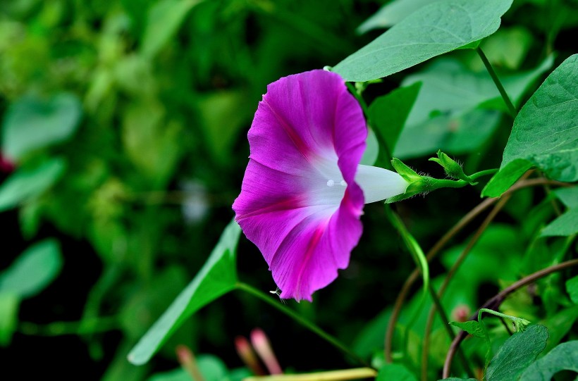 牵牛花图片