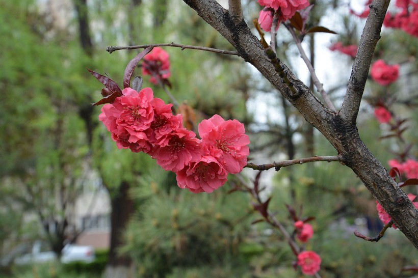 红色桃花图片