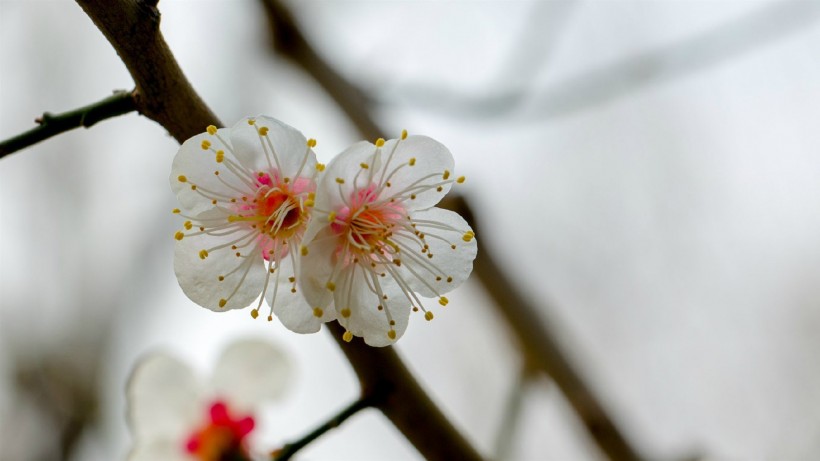 白色梅花图片