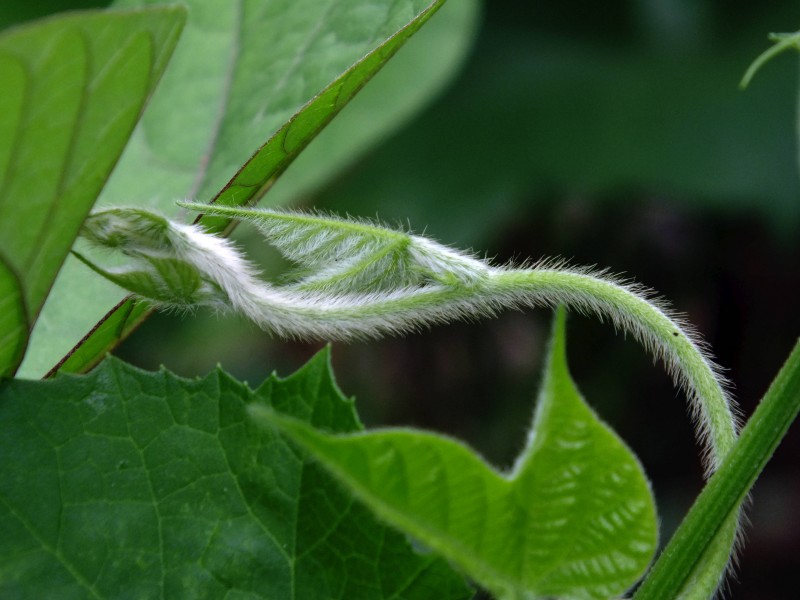 藤蔓植物圖片