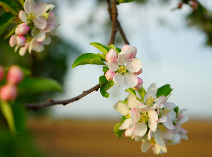 苹果花图片