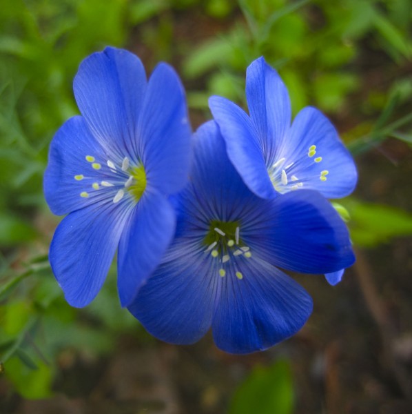 蓝花草