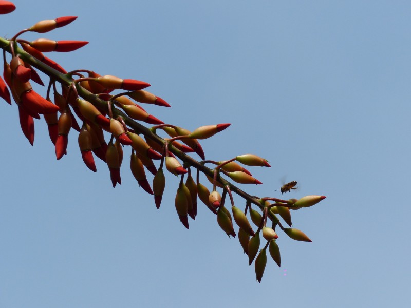 刺桐花图片