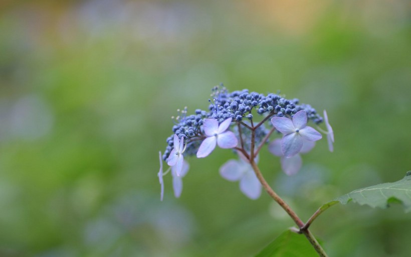 紫陽(yáng)花圖片