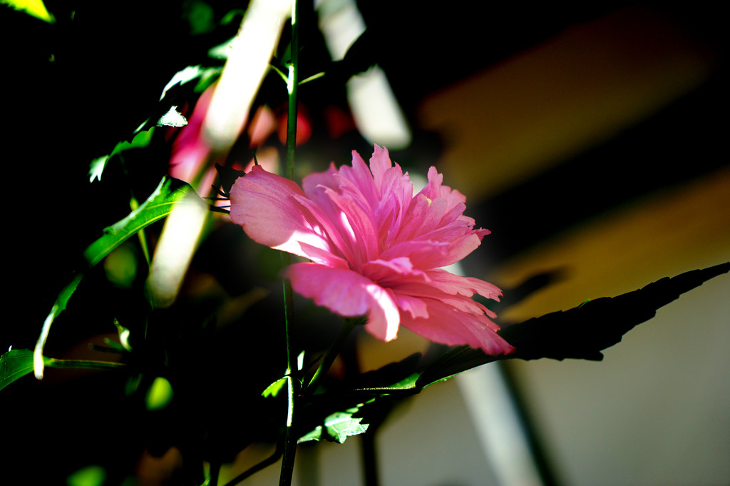 木槿花悄悄地開