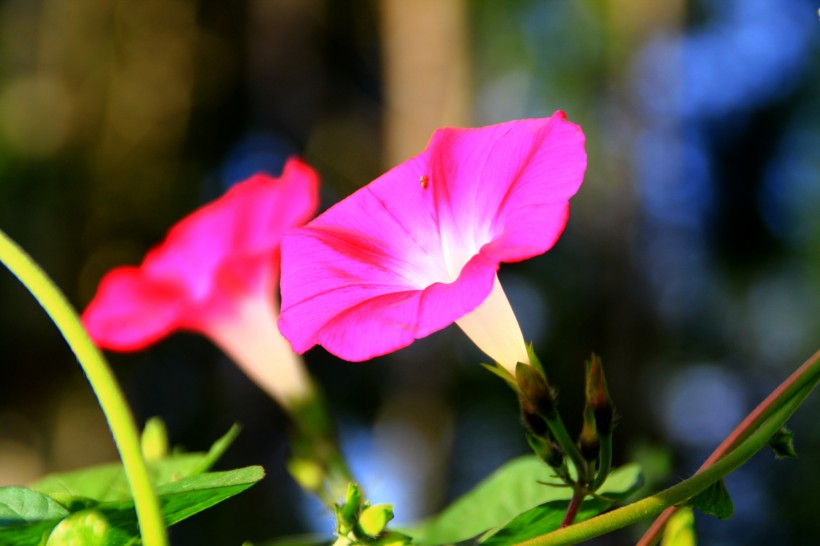 牵牛花图片