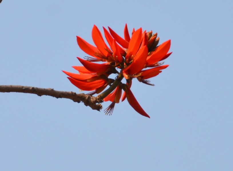 花形如辣椒的刺桐花图片