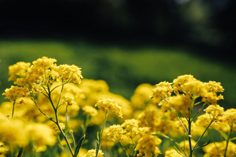 花田里的油菜花图片