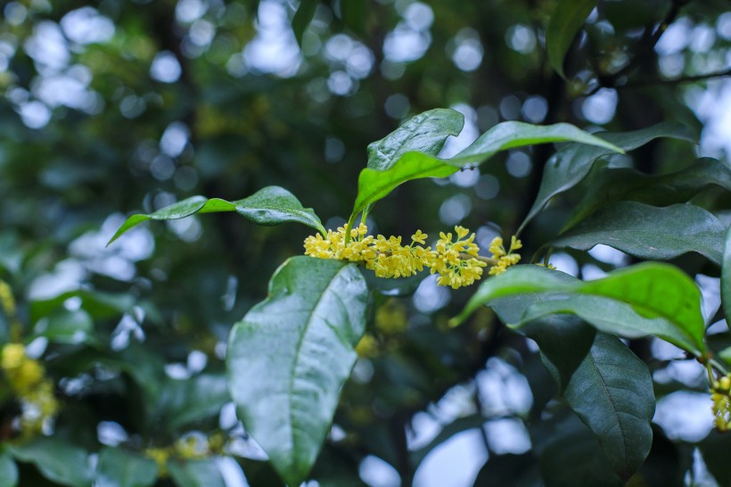 香甜的金色桂花圖片