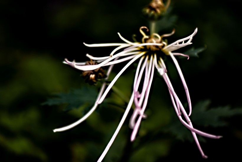 菊花圖片