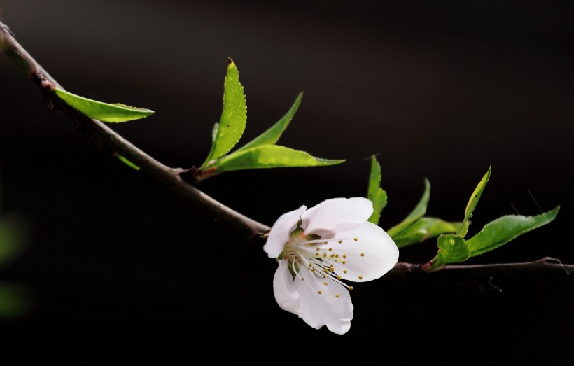 桃花圖片