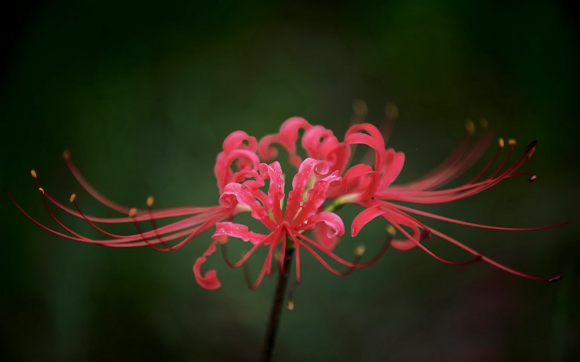 各種顏色的彼岸花圖片