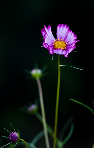 初秋的小花图片