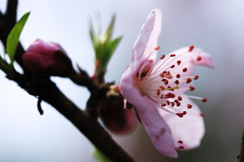 樱桃花图片