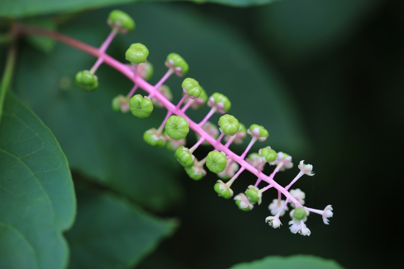 草本植物商路圖片