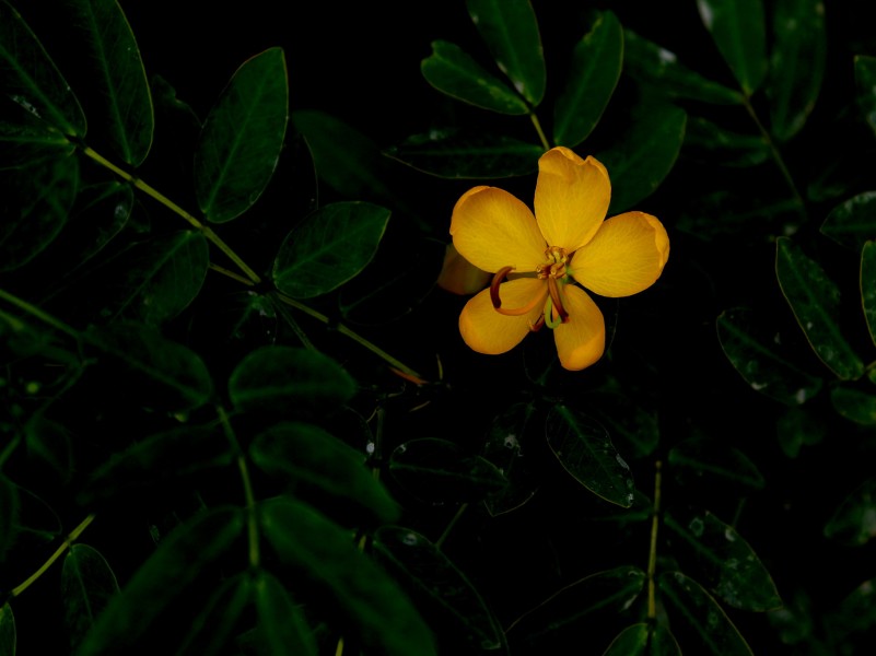 決明子花圖片