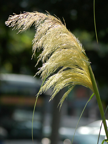 再發(fā)細葉芒草花