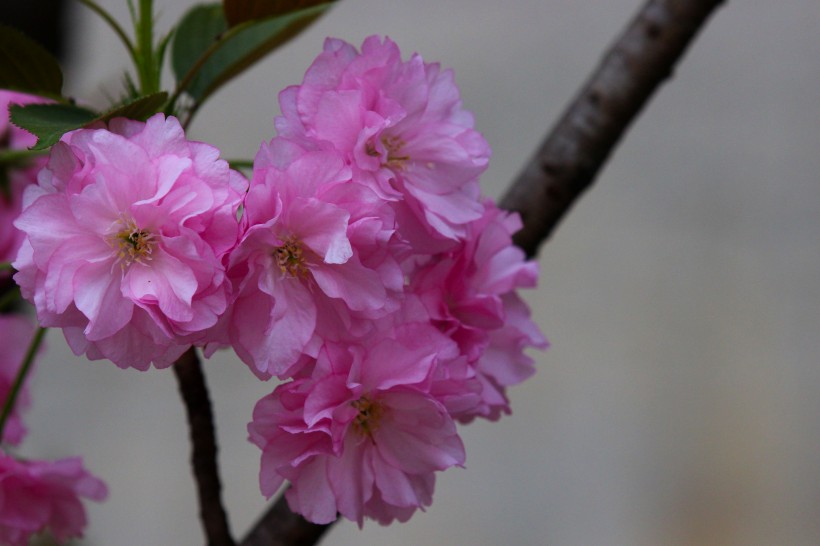 粉色樱花图片