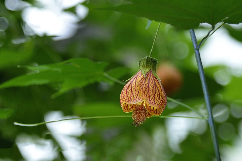 風(fēng)鈴花圖片