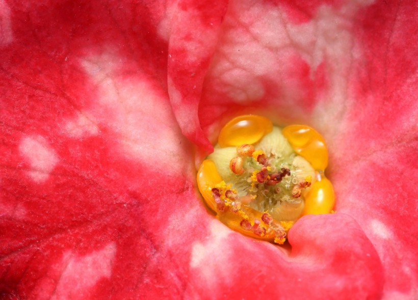 漂亮的鲜花花蕊图片