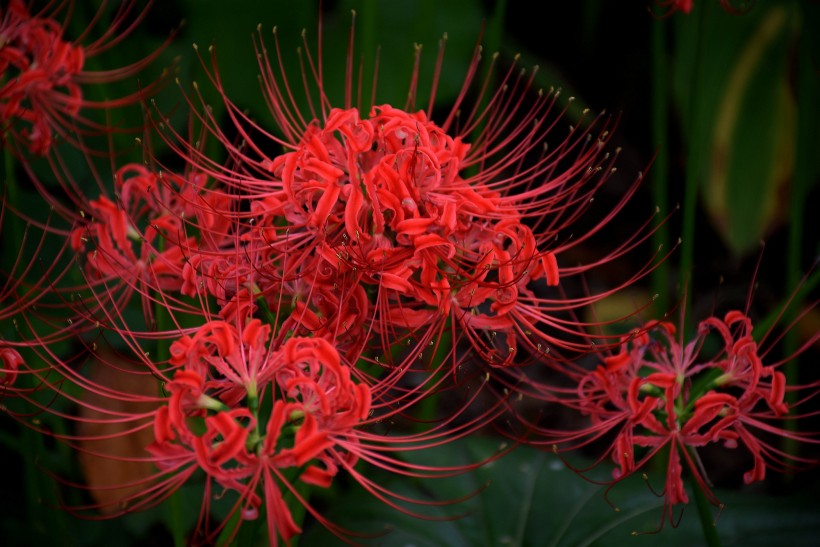 紅色彼岸花圖片