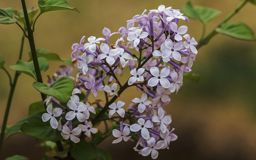 紫色的丁香花图片