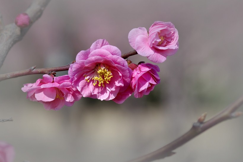 粉色梅花图片