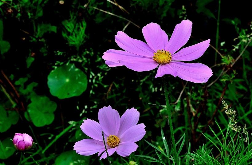 格桑花图片