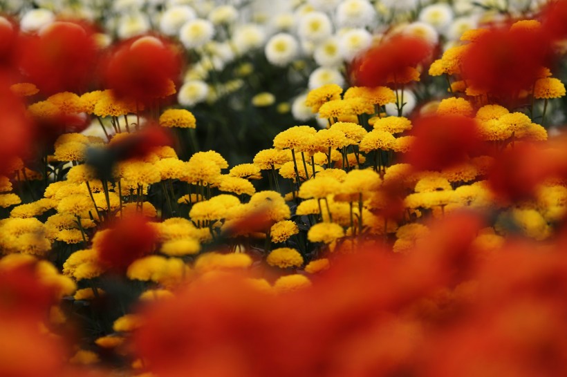 上海松江五厍现代农业园菊花图片